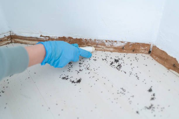 Best Emergency Pest Control  in Lagunitas Forest Knolls, CA